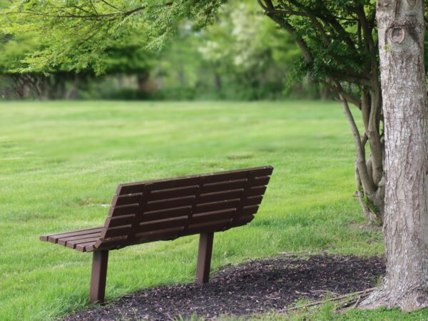 An empty bench off-centre in a verdant park.