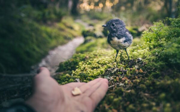 A hand outstretched offers a breadcrumb to a bird.